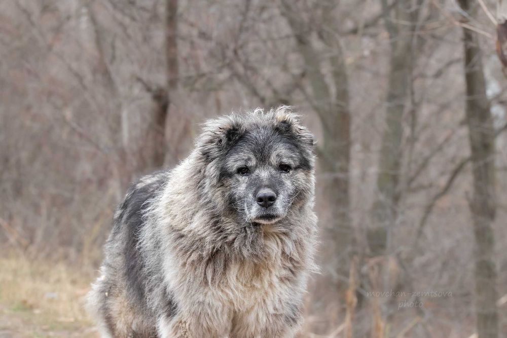 Арніка шукає родину