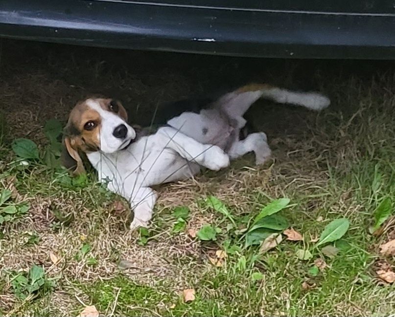 Beagle piesek sprzedam