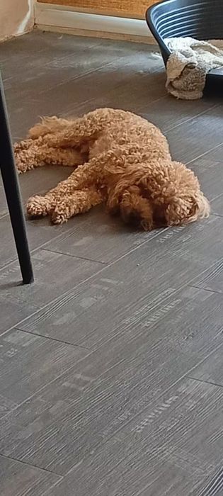 Той пудель вязка