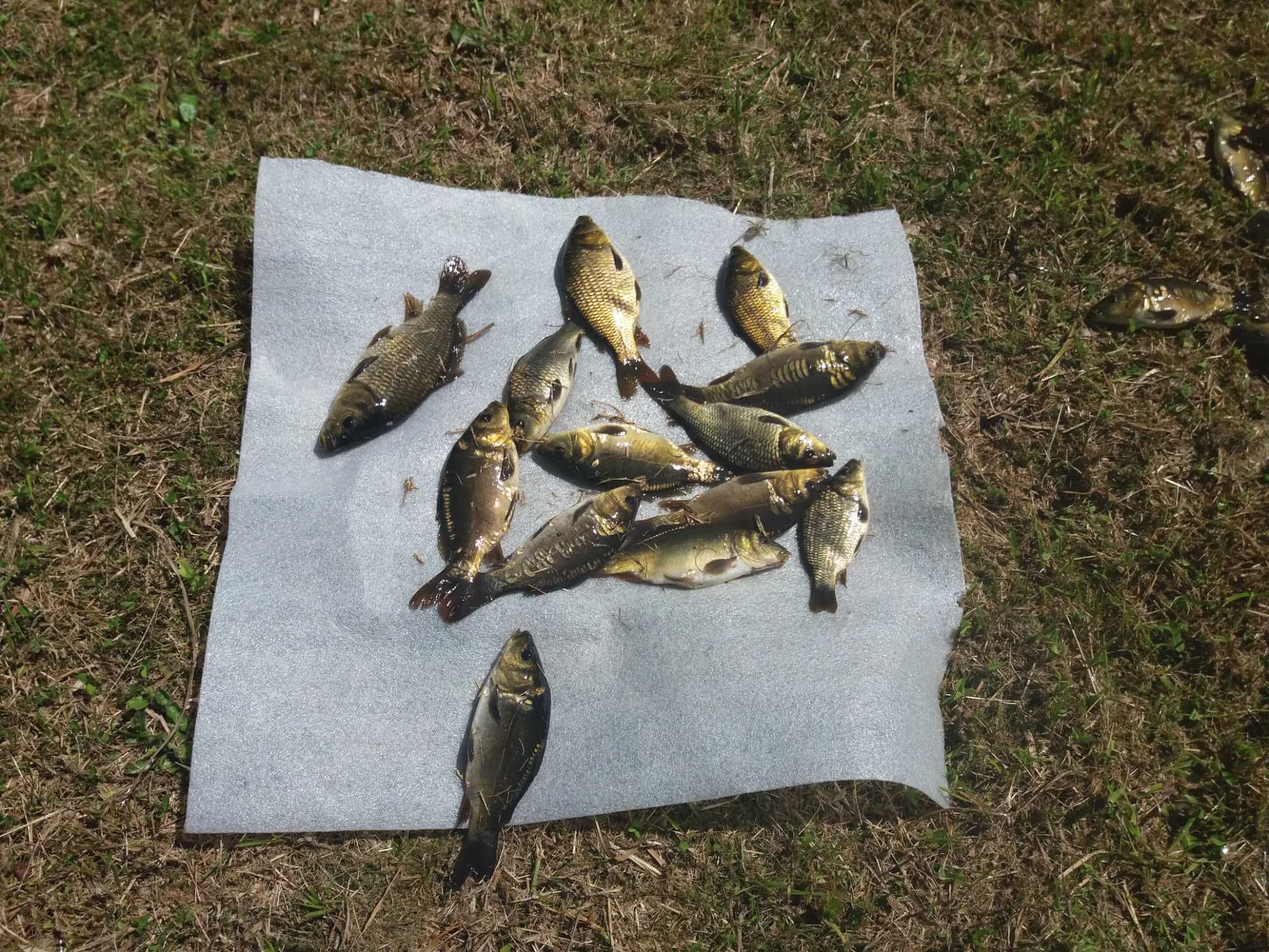 Karp, lin, ryby duże i narybek