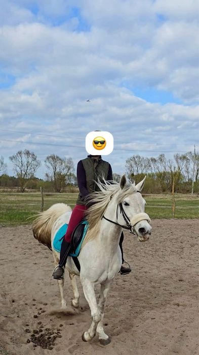 Pełnokrwista Arabska klacz / koń do dzierżawy