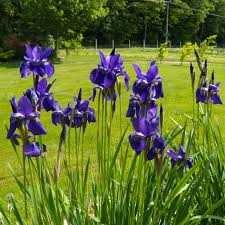 Irys syberyjski kosaciec