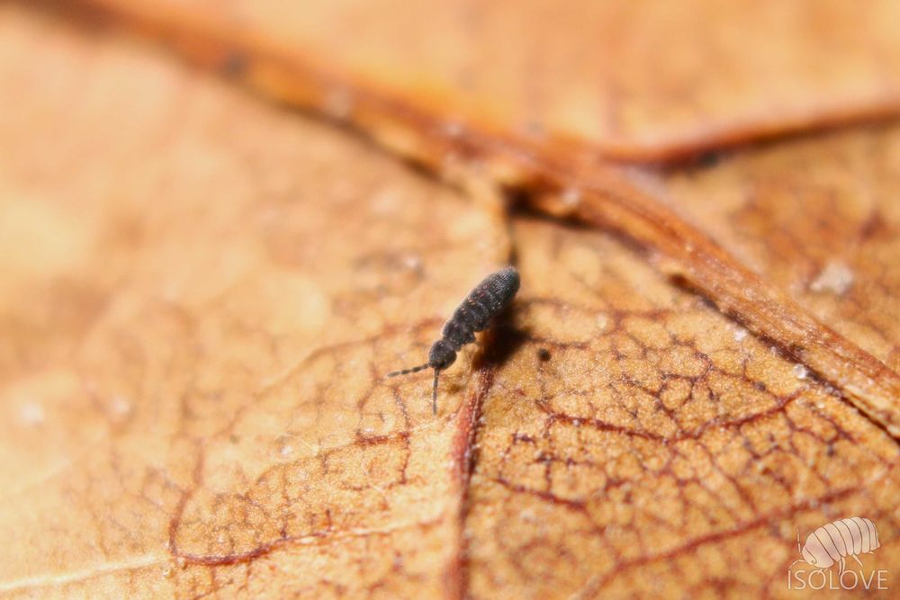 Vertagopus sp., niebieskie, błyszczące skoczogonki, NOWOŚĆ!