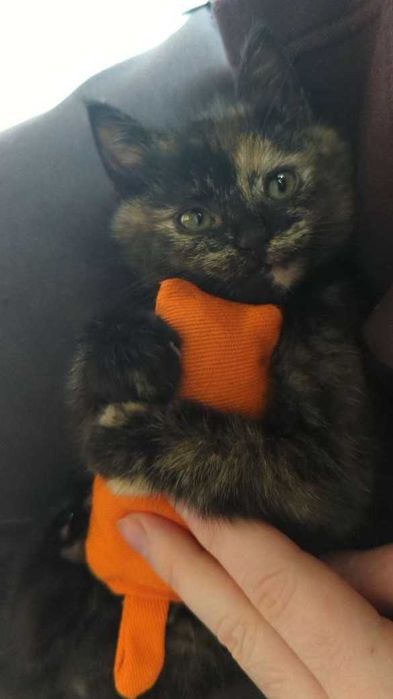 мале котисько-дівчисько в пошуках родини