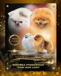 Pomeranian Szpic Niemiecki Miniaturowy MIŚ