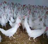 Kury nioski rasy „Leghorn”