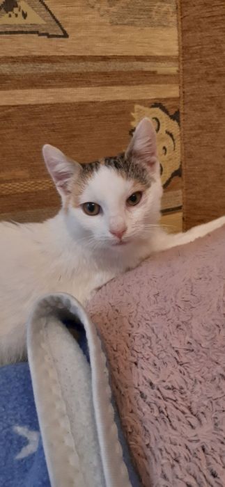 Kotka trikolorka  5 miesięczna szuka domu !