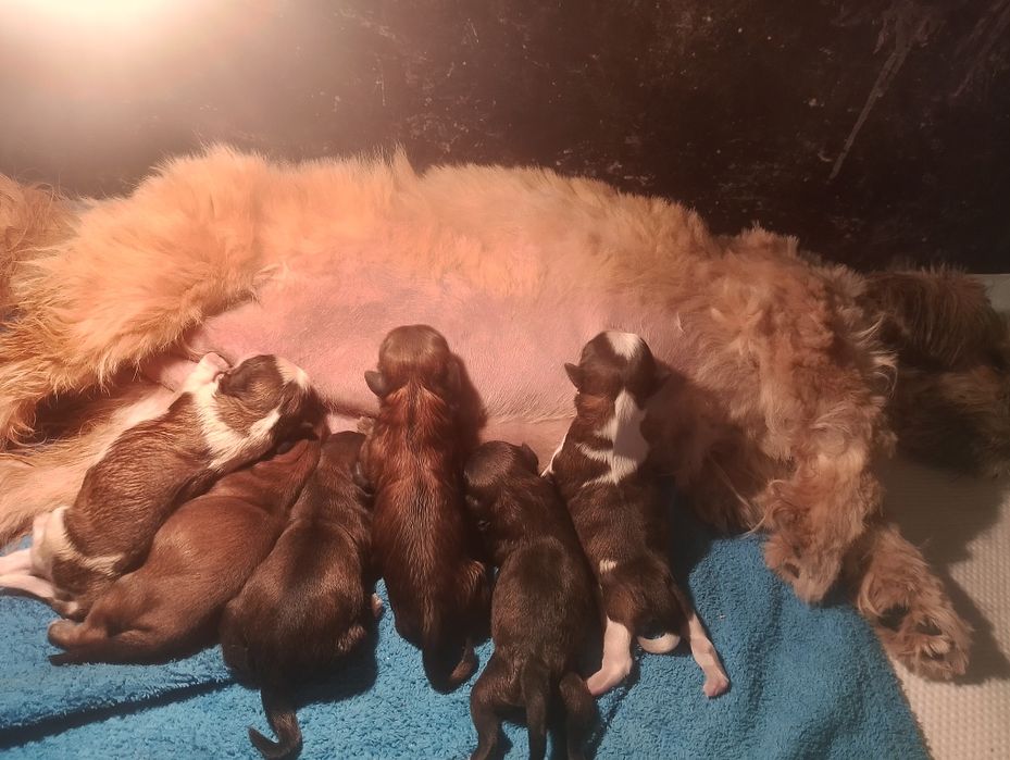 Szczeniak Shih tzu czekoladowy.
