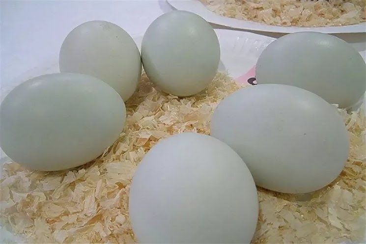 Інкубаційне яйце стар53 голубий фаворіт