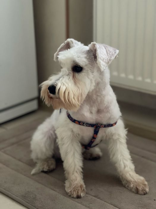 Хлопчик цвергшнаузер  білого окрасу шукає наречену