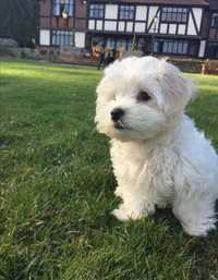 ,мальтипу шикарные щенки,Maltipoo F-1,Toy-poodle.