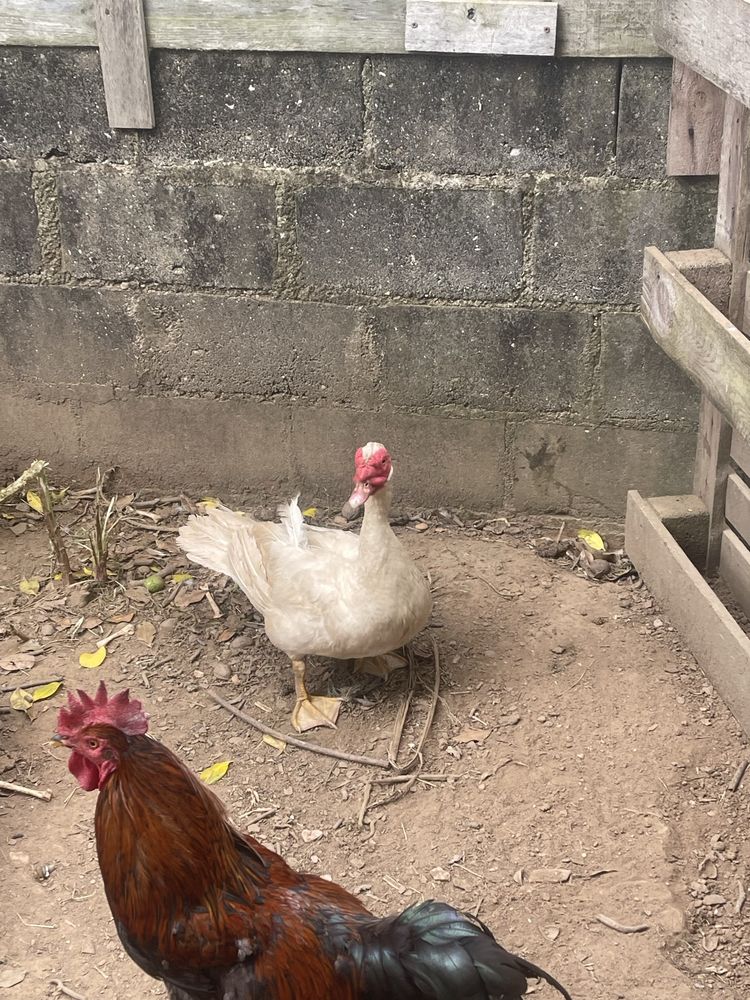 Pato mudo com 1 ano