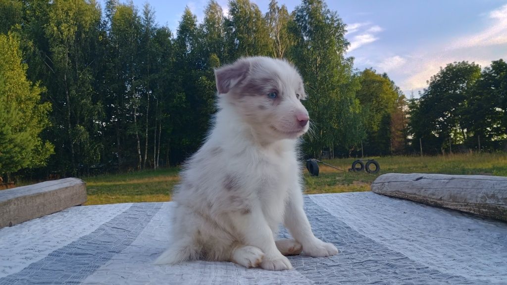 Border Collie piękna suczka lilac merle ZKwP FCI