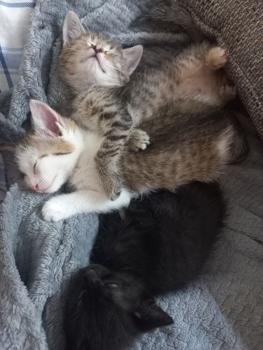 Kocurek i 2 kotki