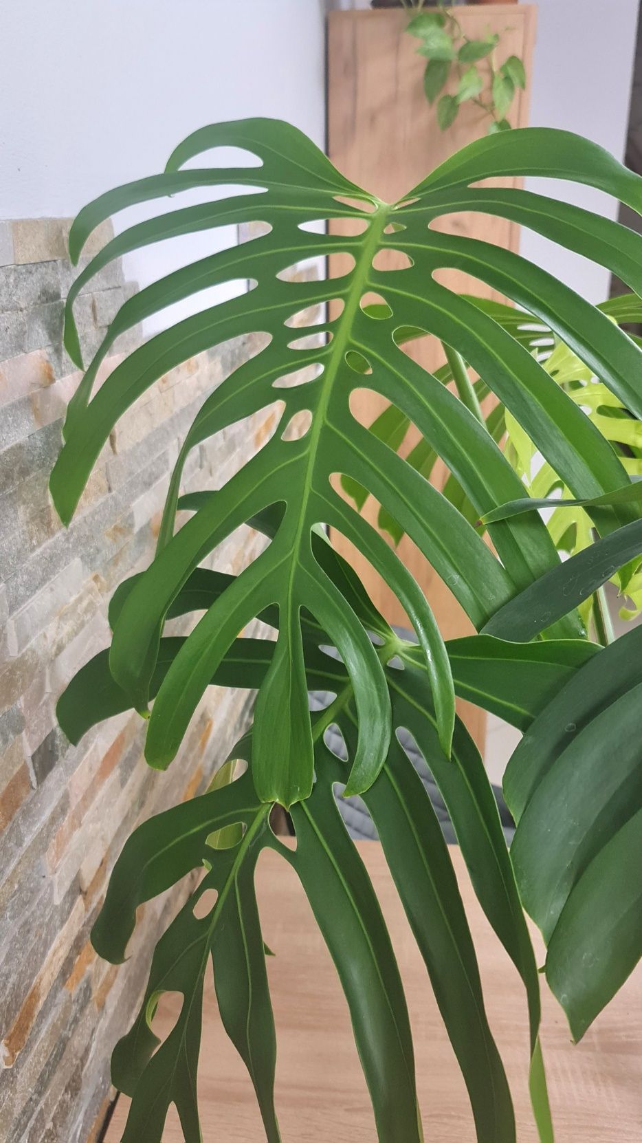 Monstera Sieranna Mexican form , szczyt 5 liści