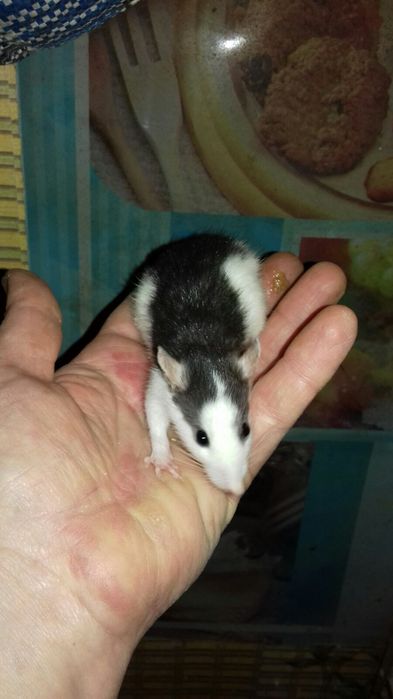 Ручные домашние крысята