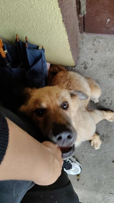 Szczeniak do oddania