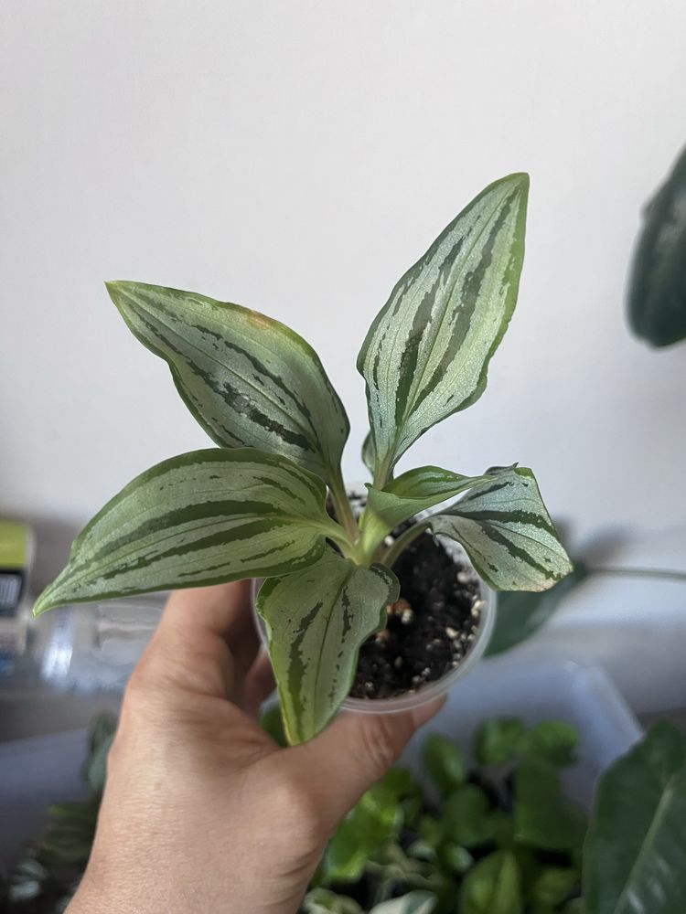 Саргоглотіс Sarcoglottis Sceptrodes*Sib, Лудізія Альба, дісколор,