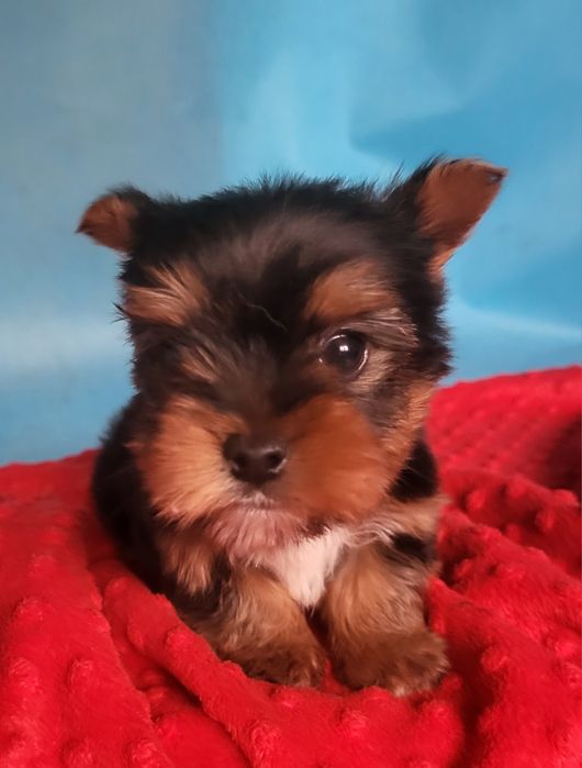 Yorkshire Terrier sunia