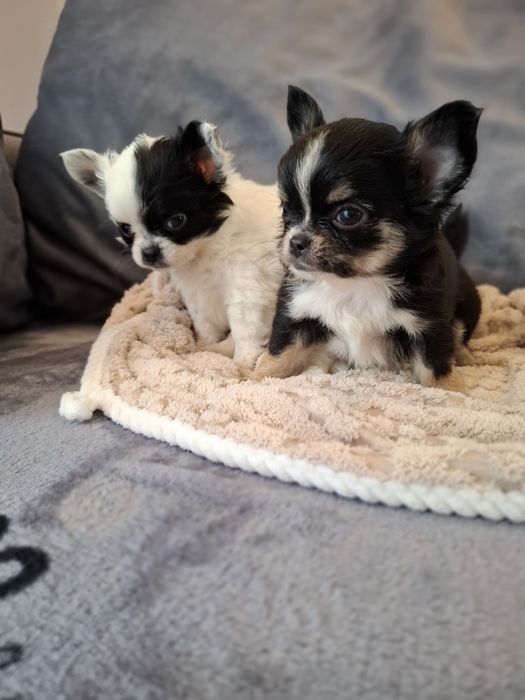 Uroczy długowłosy piesek chihuahua