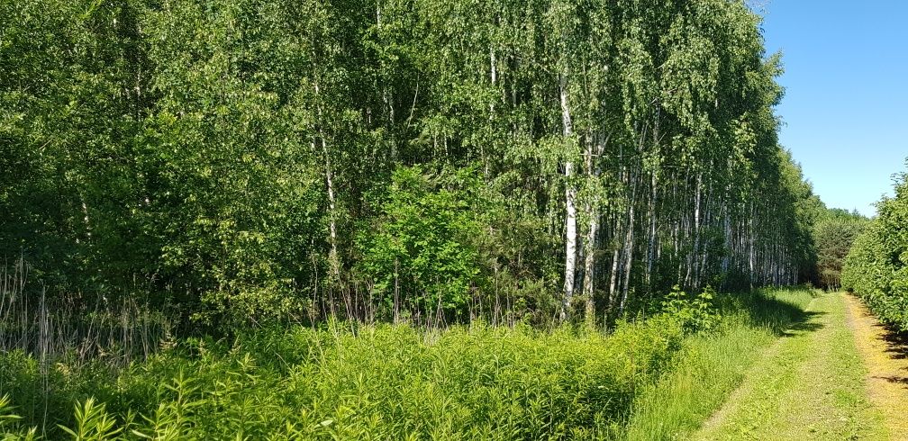 Działka budowlano-rolna i las 2,1200 ha,Trzebiesławice koło Łoniowa.