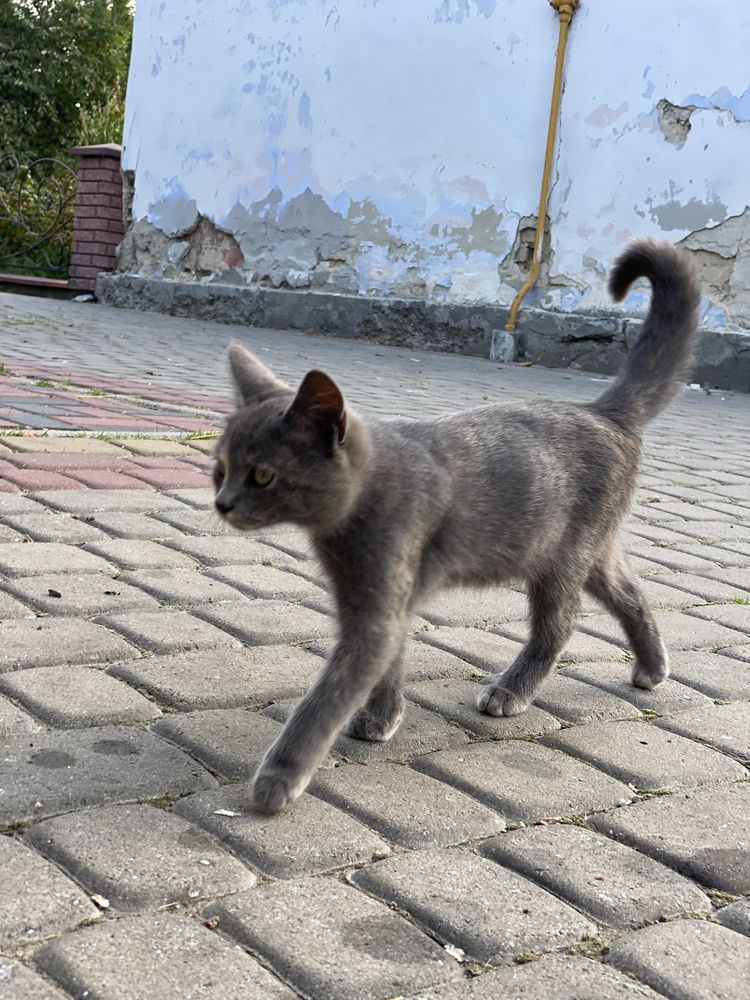 Котики + 100 грн + корм і молоко