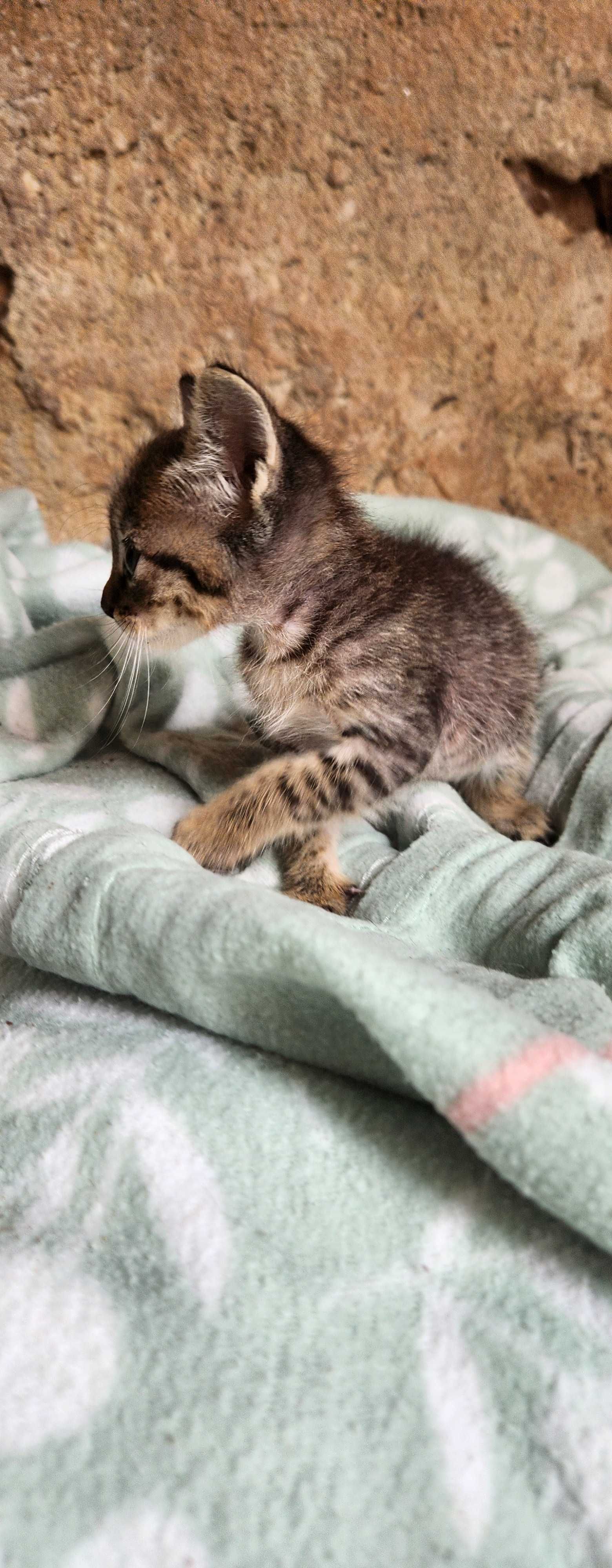Gatinhos com quase dois meses para adoção