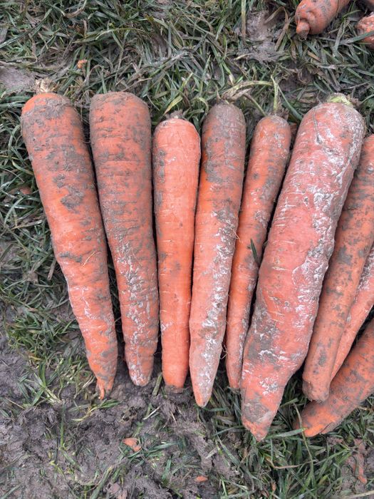 Marchew jadalna marchewka warmia i komarno