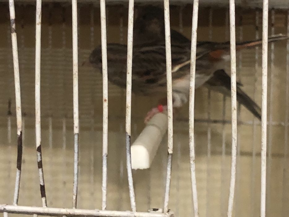 Casais de canarios variadade de raca cores com e sem poupa