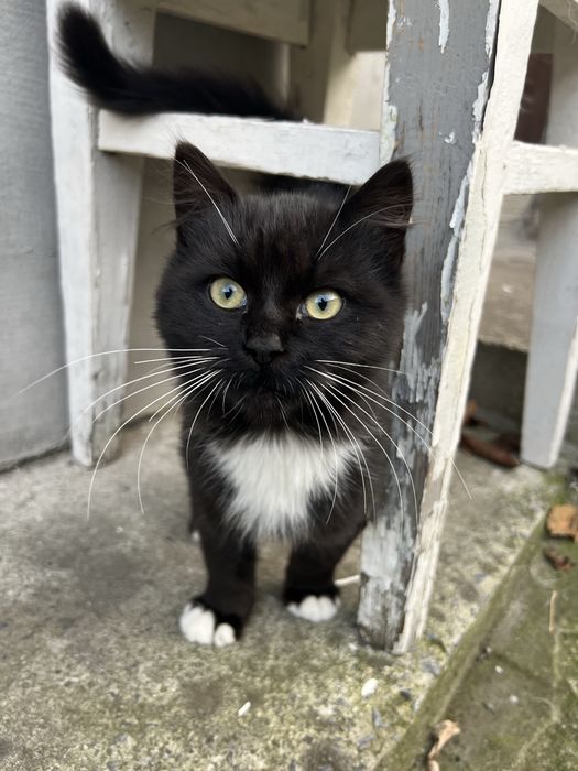 Маленький котик в добрі ручки