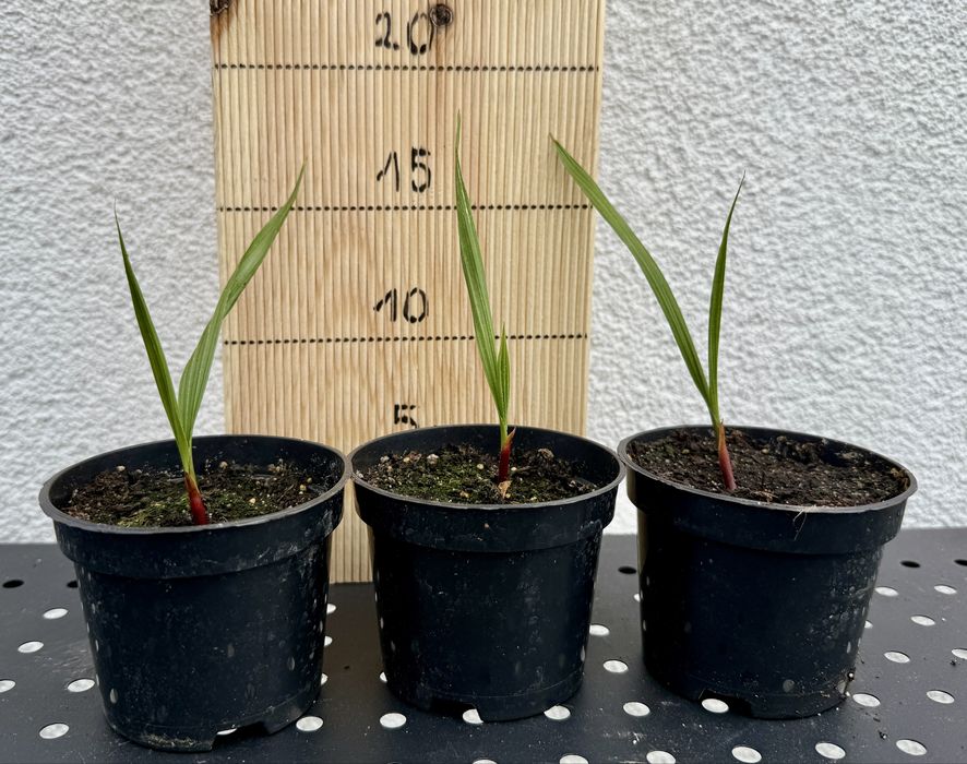 Washingtonia robusta palma -5 st.