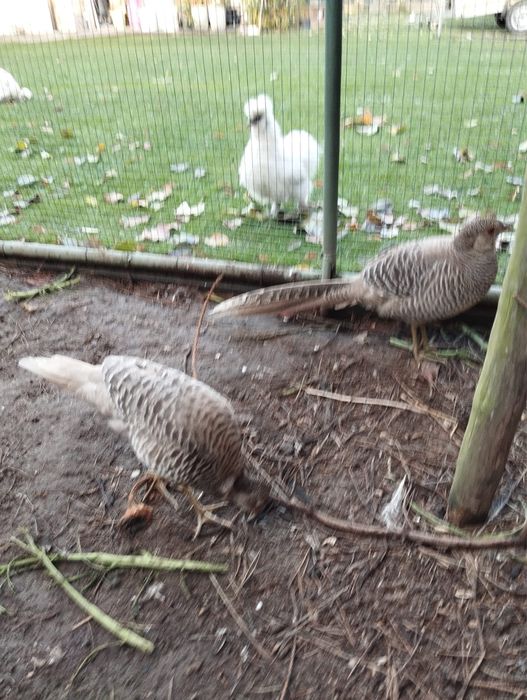 Bażanty bananowe 2024, 2025 (150 zł)