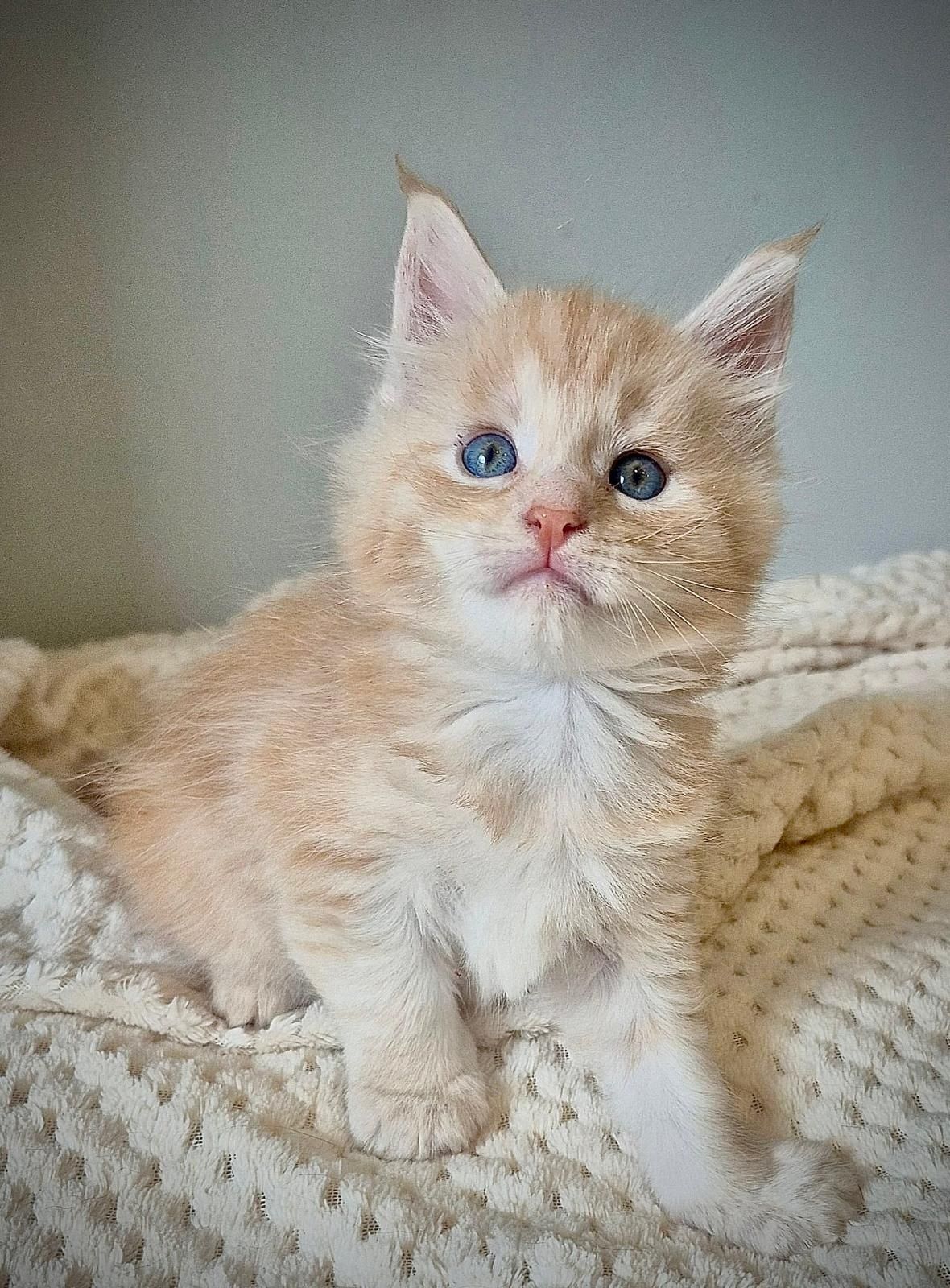 Srebrzysty kocurek rasy Maine coon!!!