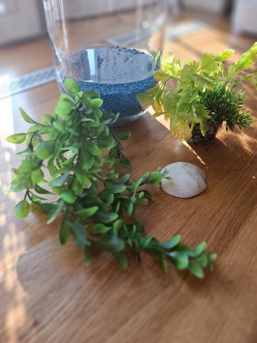 Rośliny do akwarium i niebieskie kamyki