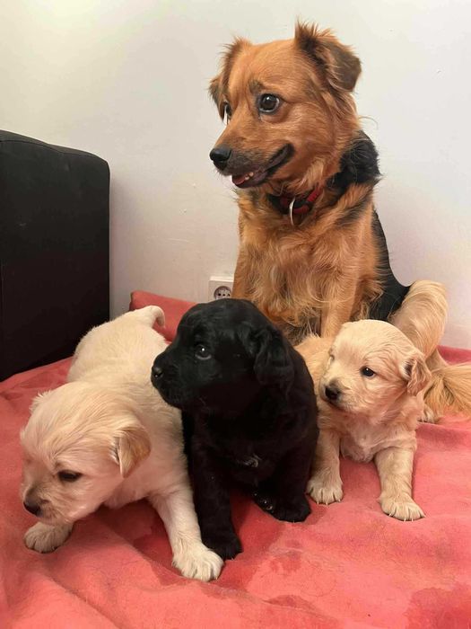 szczeniaczki szukają kochającego domu