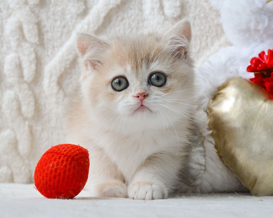 Британське кошеня блакитне золото