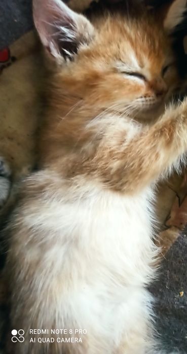 Котята мальчики золотая и темная шиншилла