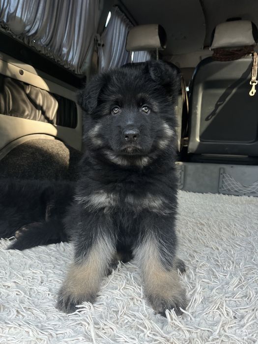 Щенки немецкой овчарки