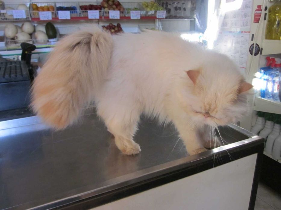 Gatinha persa Uma perfeição