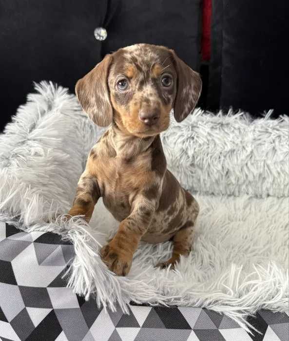 Teckel chocolate merle