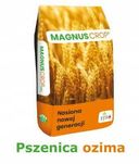 Pszenica ozima Julius C1 - materiał siewny 2025 - DOSTAWA GRATIS
