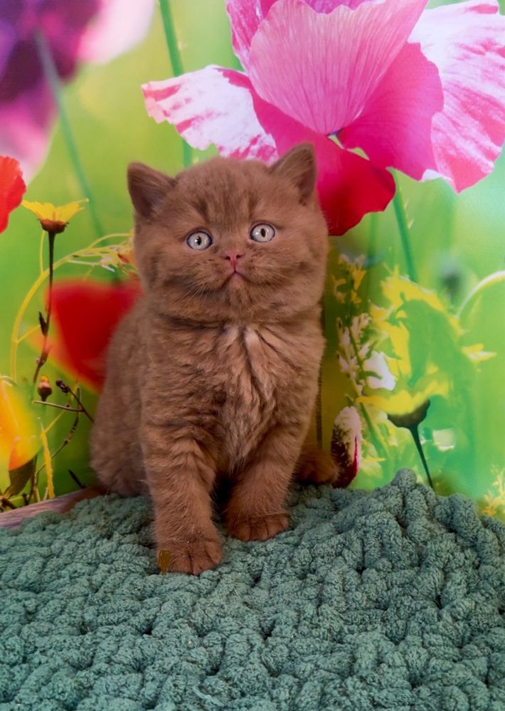Котик Марсель британский циннамон эксклюзив котята