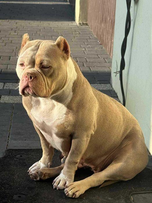 American Bully suczka ABKC
