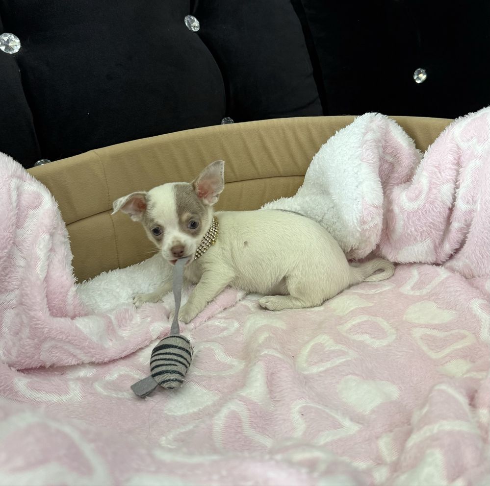 Chihuahua mini sunia Liliowa