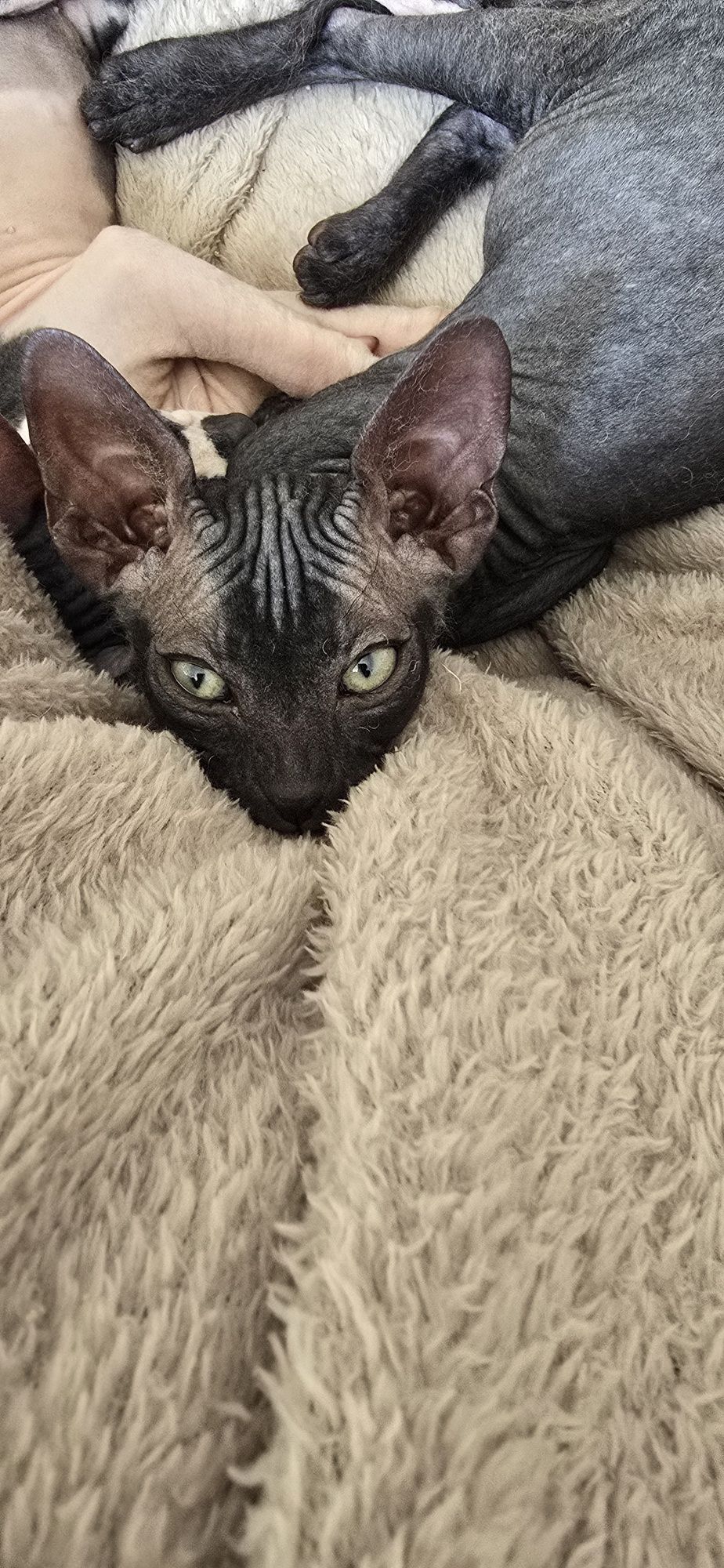 WCF DON Sphynx kotek