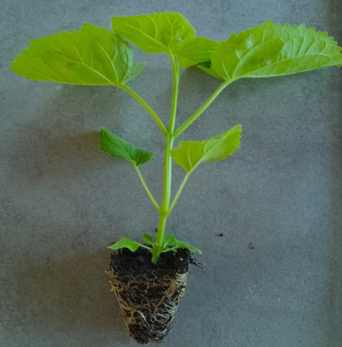 Drzewo tlenowe Paulownia ShanTong Oxytree sadzonki producent