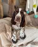 PIES Springer Spaniel Angielski ZKwP FCI