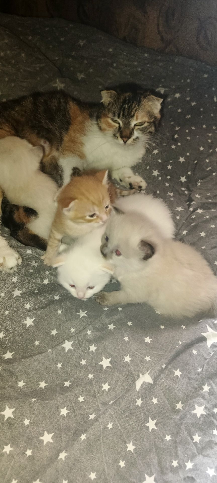 Котики безкоштовно