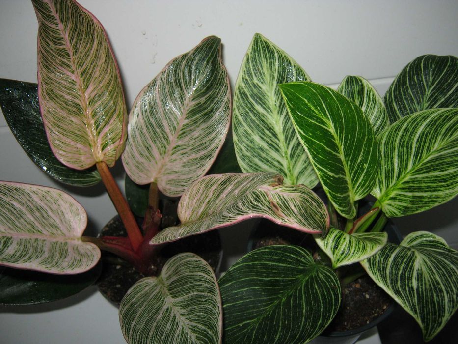 филодендрон разные сорта домашние детки укорененные черенки от150грн