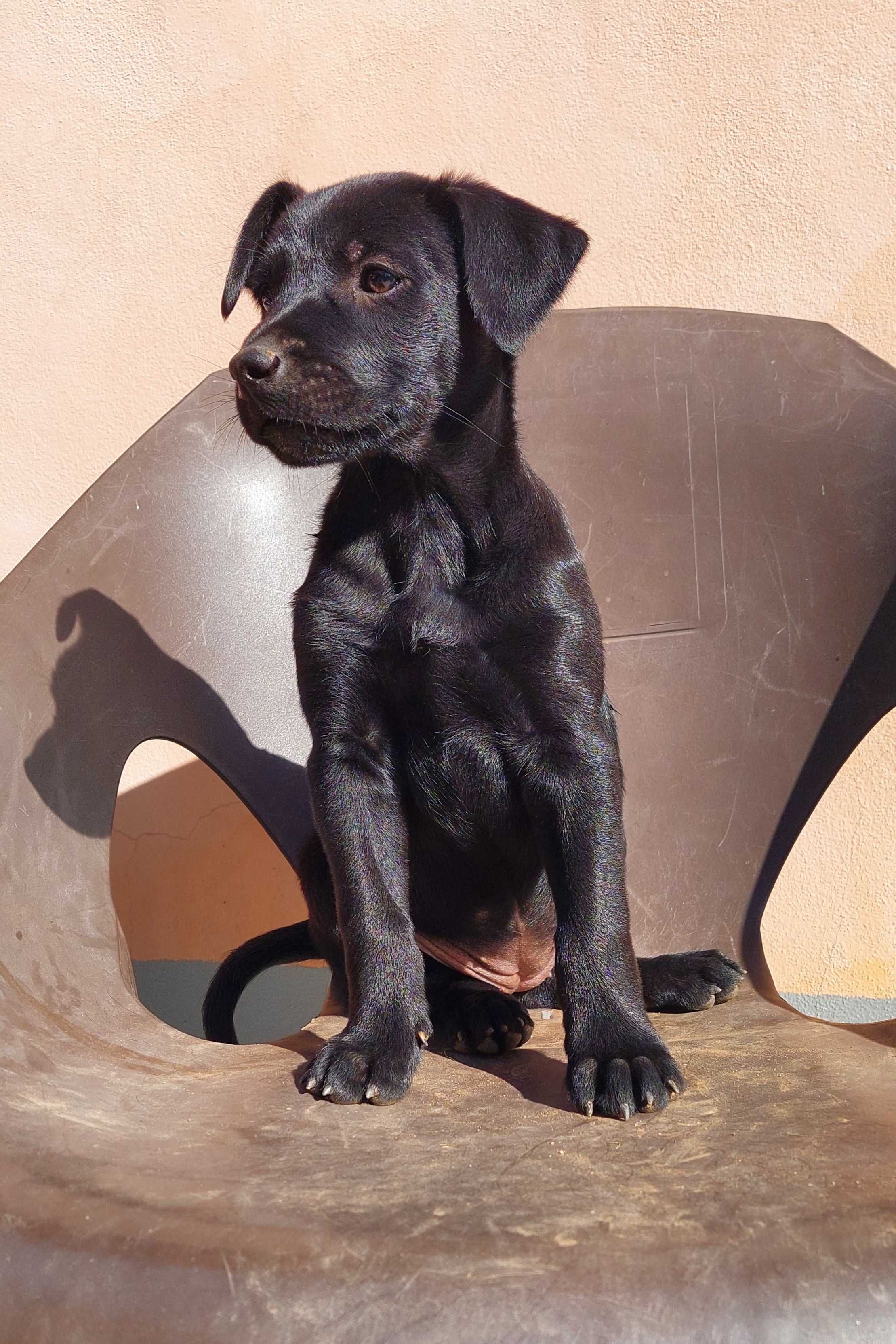 Cães para adoção